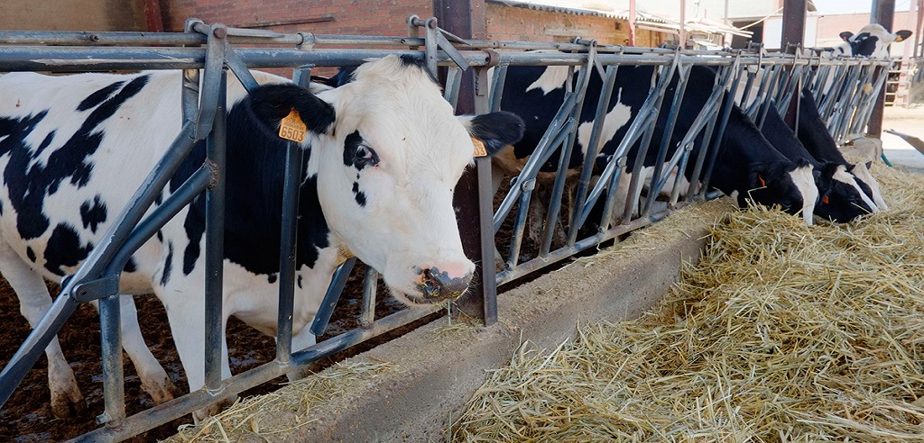 Informe Pericial Cártel de la Leche