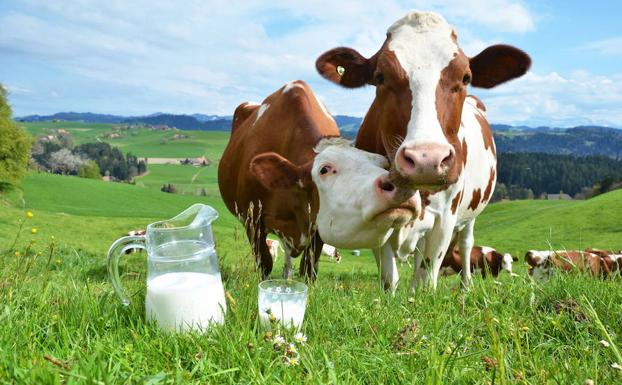 Cártel De La Leche. El Informe Pericial, La Clave Del Juicio.